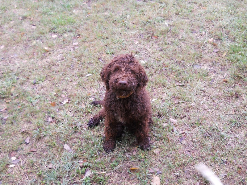 Lagotto Toilette und Scheren 